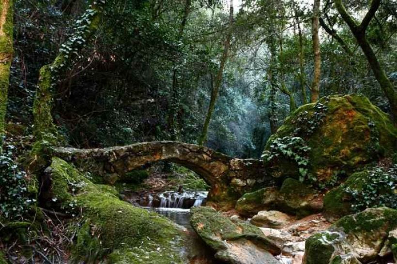 foret-de-la-valbonne.jpg -