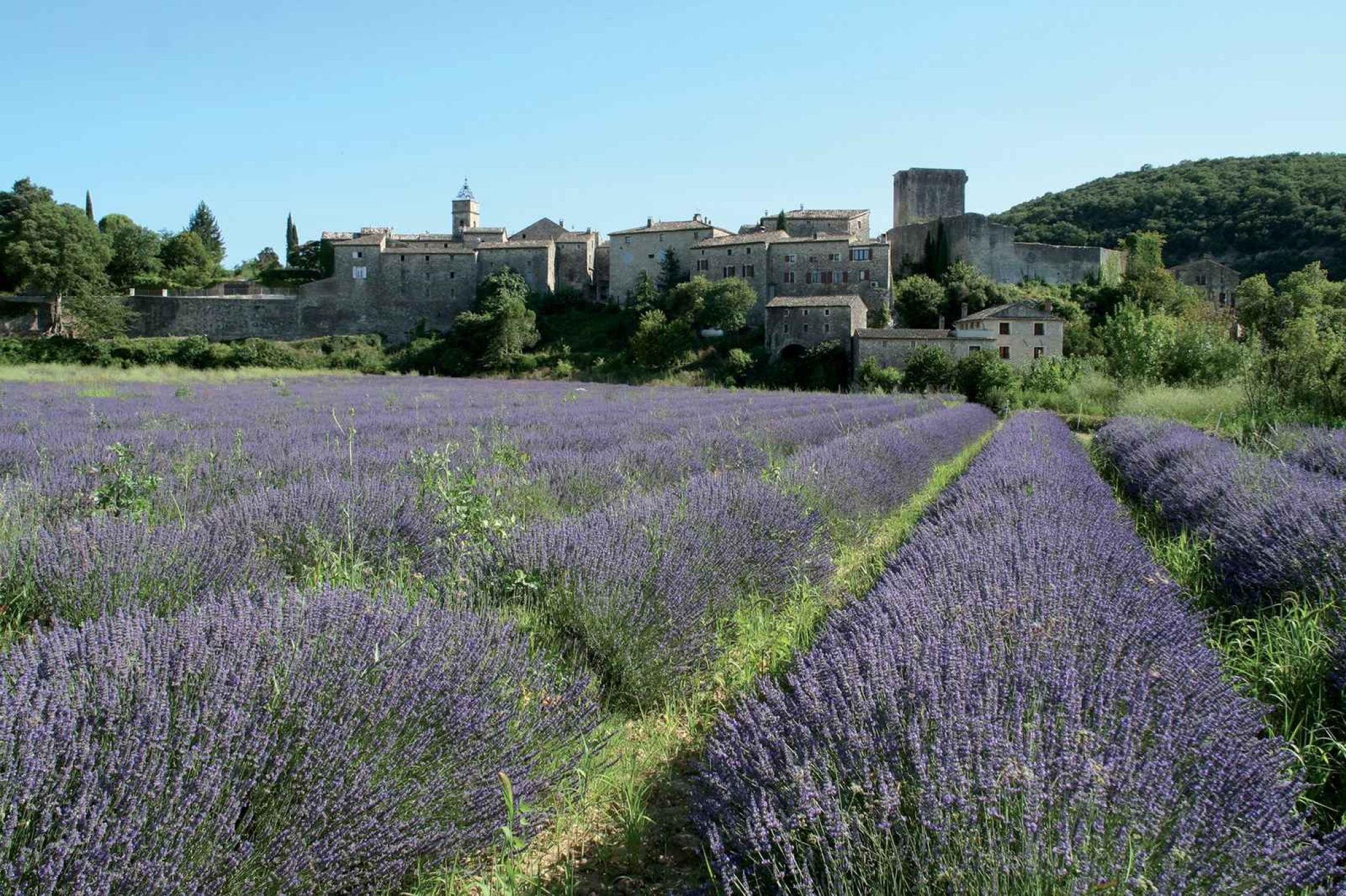 montclus-vue-lavandes.jpg -