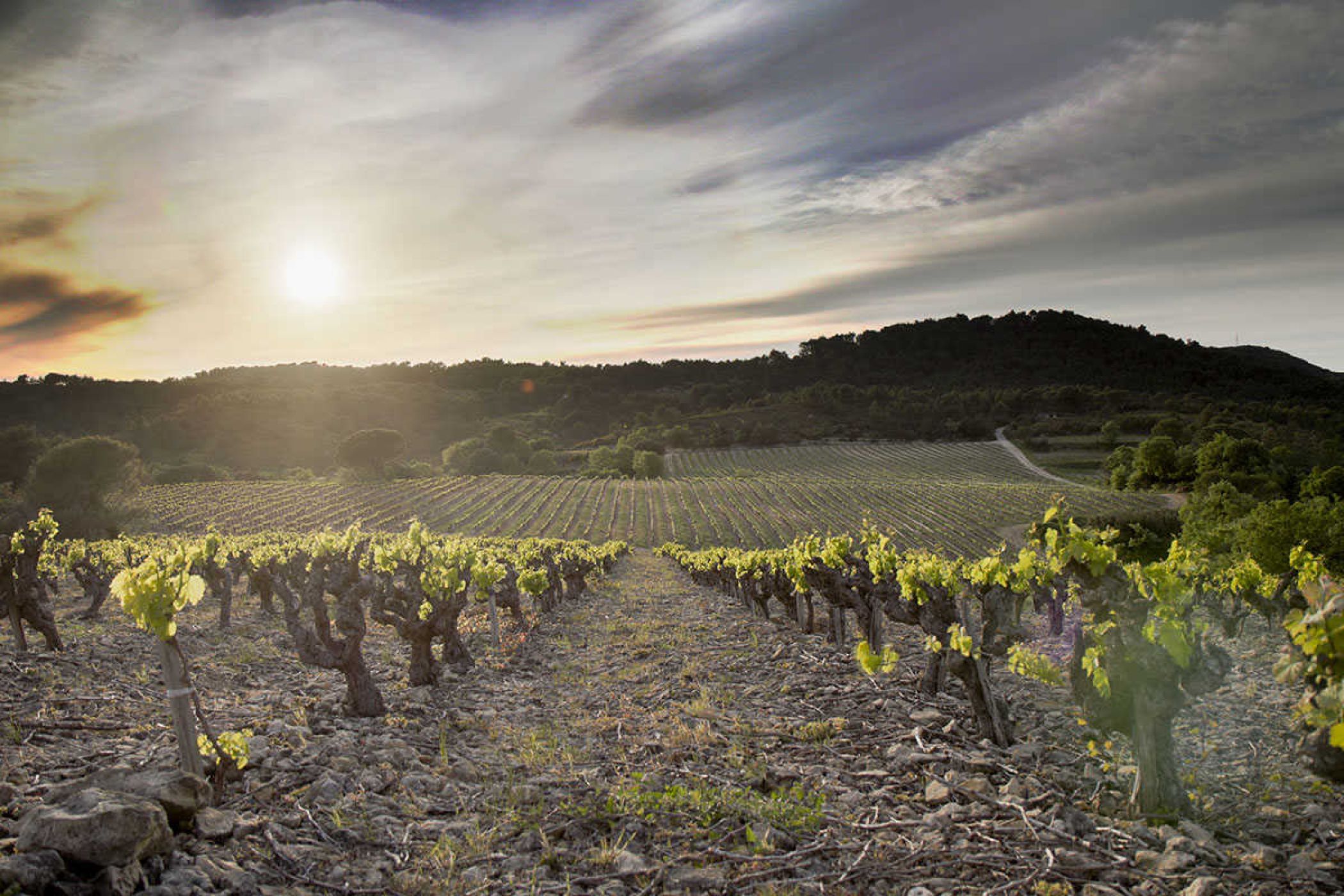 vignoble-paysage.jpg -